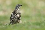 mistle thrush
