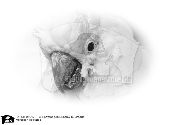 Moluccan cockatoo / UB-01047