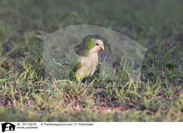 Mnchssittich / monk parakeet / FF-12918