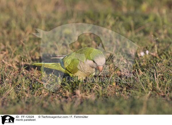Mnchssittich / monk parakeet / FF-12928