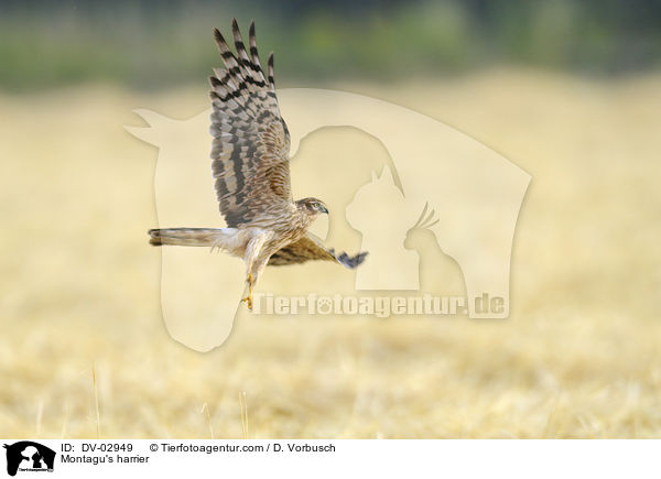 Montagu's harrier / DV-02949