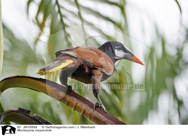 Montezumastirnvogel / Montezuma oropendola / JR-05668