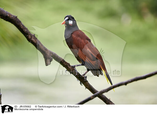 Montezumastirnvogel / Montezuma oropendola / JR-05682
