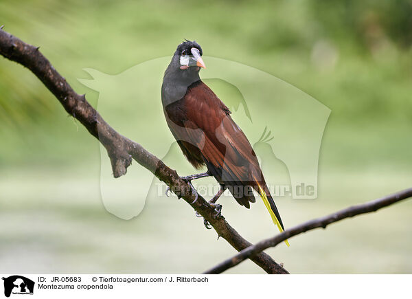 Montezuma oropendola / JR-05683