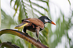 Montezuma oropendola