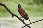 Montezuma oropendola
