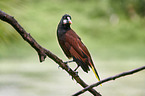 Montezuma oropendola