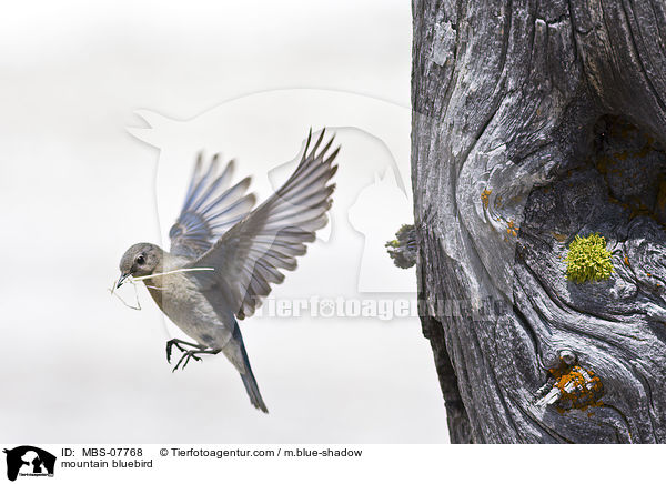 mountain bluebird / MBS-07768