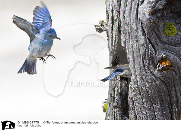 mountain bluebird / MBS-07775