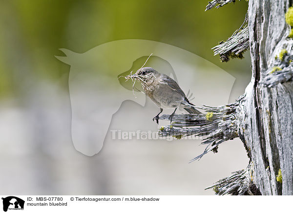mountain bluebird / MBS-07780