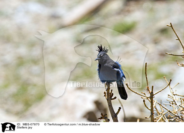 Stellers jay / MBS-07870