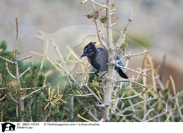 Steller's jay / MBS-10034