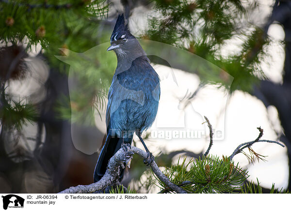 mountain jay / JR-06394