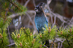 mountain jay