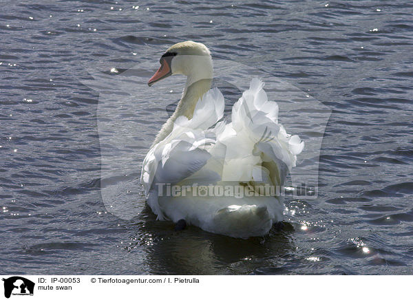 aufgeplusterter Hckerschwan / mute swan / IP-00053