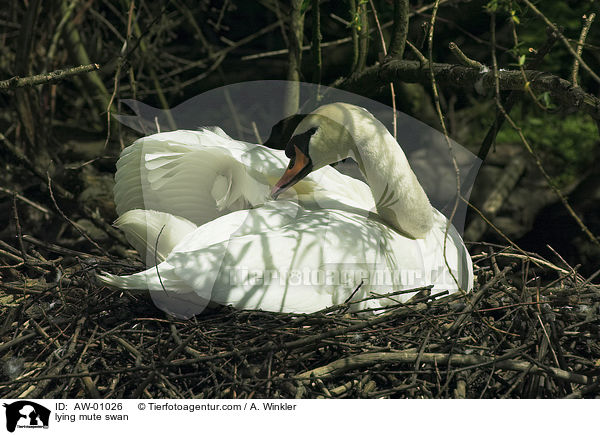 liegender Hckerschwan / lying mute swan / AW-01026