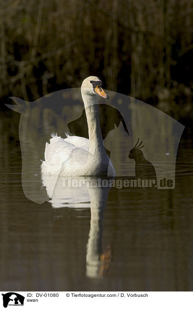 Hckerschwan / swan / DV-01080
