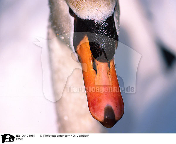Hckerschwan / swan / DV-01081