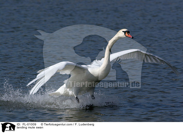 landing mute swan / FL-01009