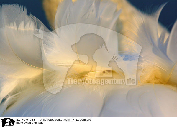 Rckengefieder eines Hckerschwanes / mute swan plumage / FL-01088