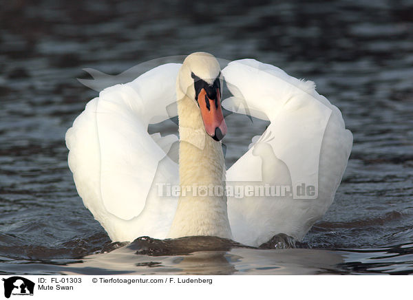 Hckerschwan / Mute Swan / FL-01303