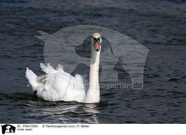 Hckerschwan / mute swan / PM-01953
