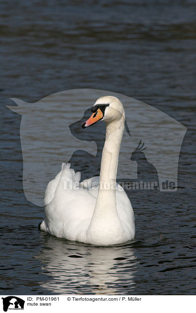 Hckerschwan / mute swan / PM-01961