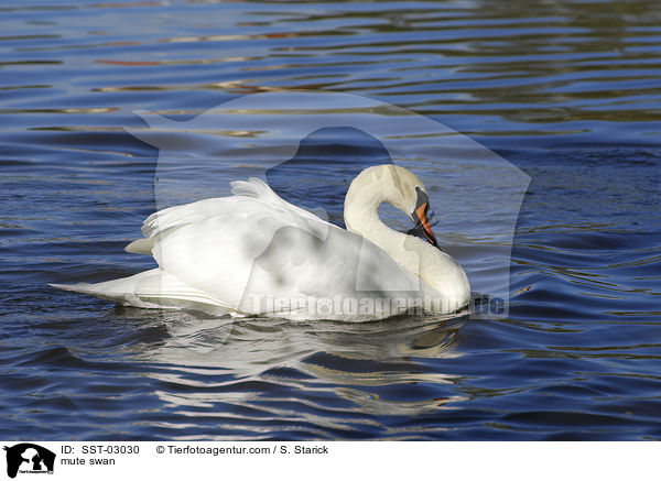 Hckerschwan / mute swan / SST-03030