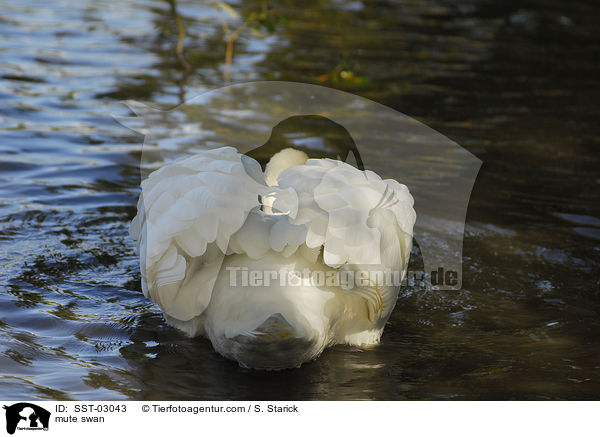 Hckerschwan / mute swan / SST-03043
