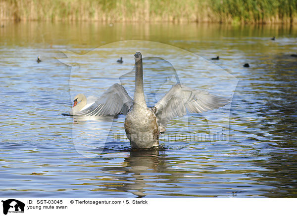 junger Hckerschwan / young mute swan / SST-03045