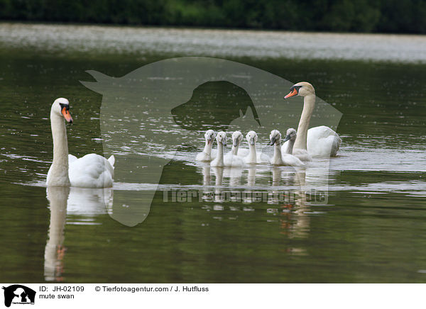 Hckerschwan / mute swan / JH-02109
