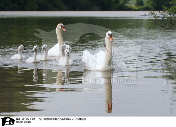 Hckerschwan / mute swan / JH-02110