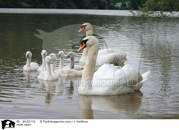 Hckerschwan / mute swan / JH-02112