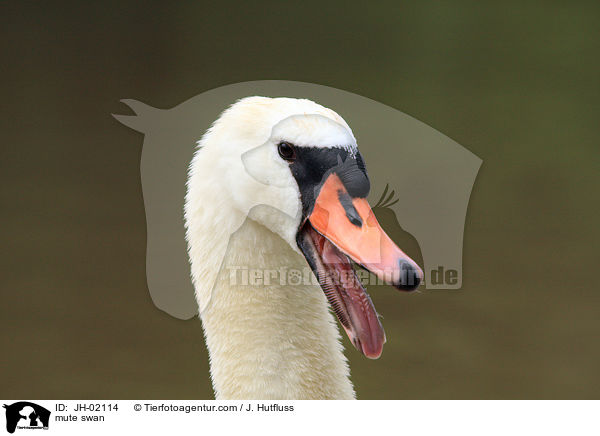 Hckerschwan / mute swan / JH-02114