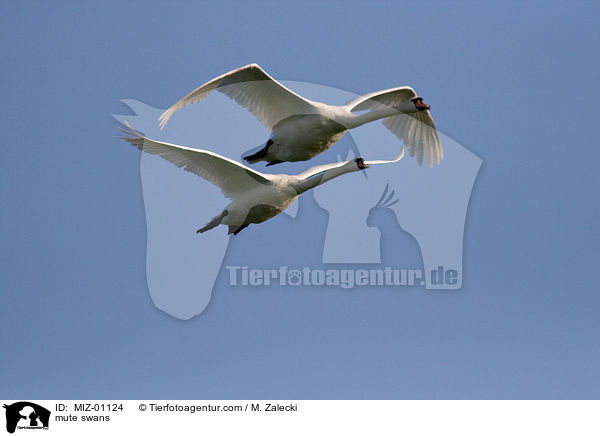 mute swans / MIZ-01124