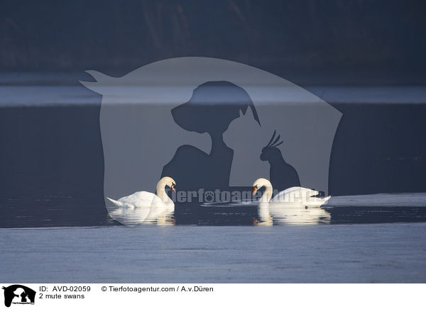 2 Hckerschwne / 2 mute swans / AVD-02059