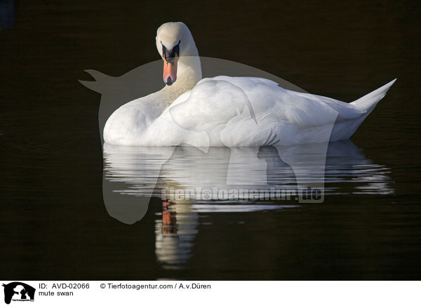 Hckerschwan / mute swan / AVD-02066