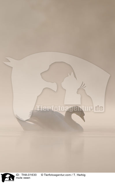 Hckerschwan / mute swan / THA-01630