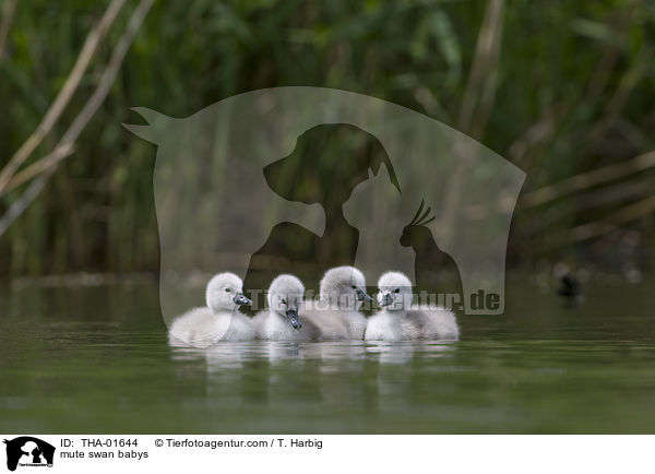 Hckerschwanbabys / mute swan babys / THA-01644