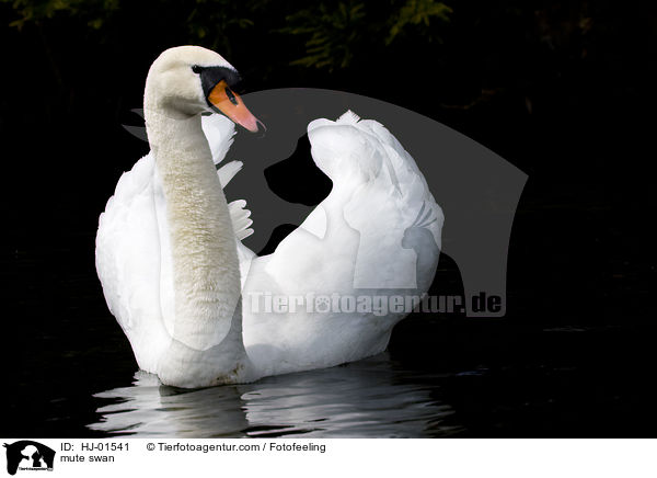 Hckerschwan / mute swan / HJ-01541