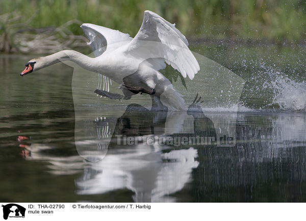 Hckerschwan / mute swan / THA-02790