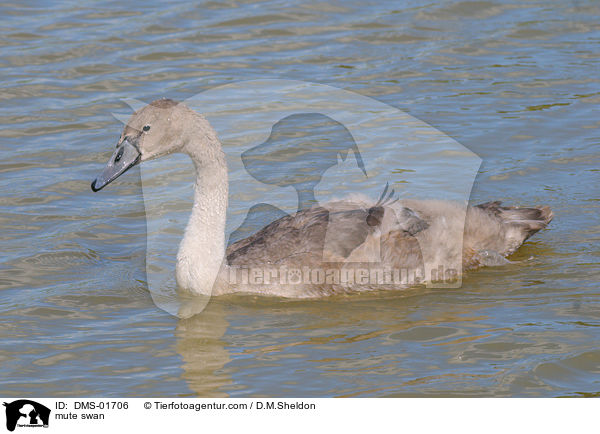 Hckerschwan / mute swan / DMS-01706