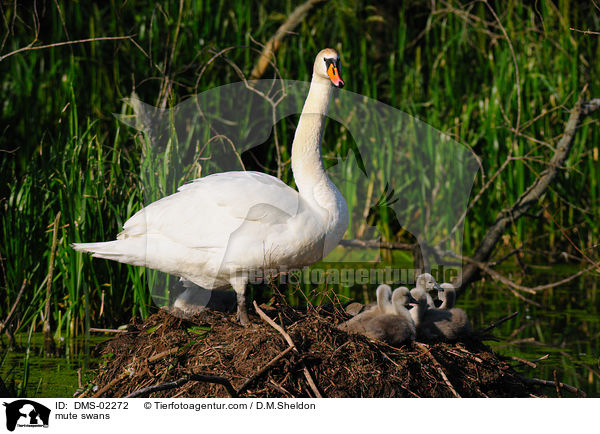 Hckerschwne / mute swans / DMS-02272