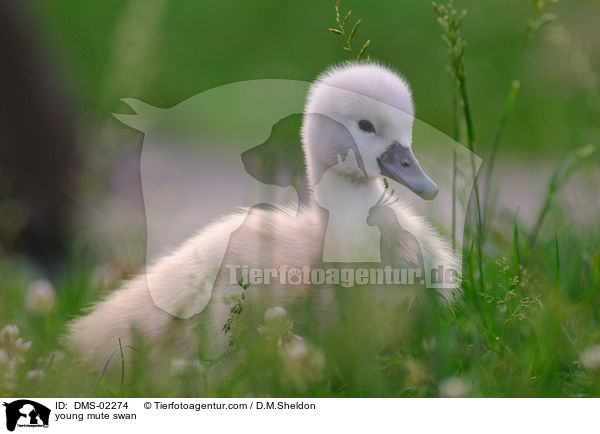 junger Hckerschwan / young mute swan / DMS-02274