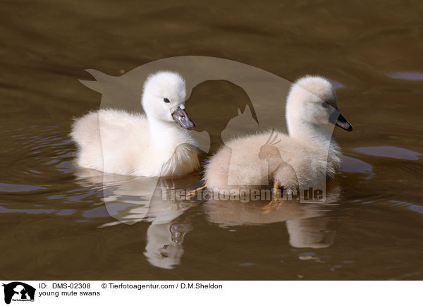junge Hckerschwne / young mute swans / DMS-02308