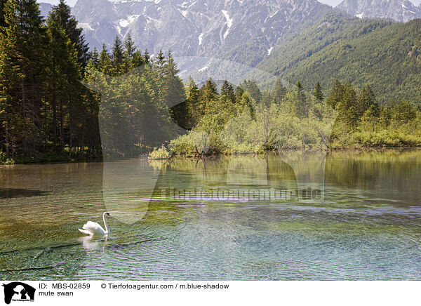 Hckerschwan / mute swan / MBS-02859