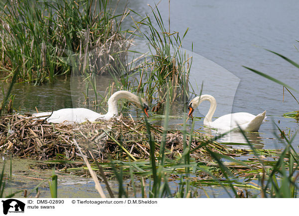 Hckerschwne / mute swans / DMS-02890