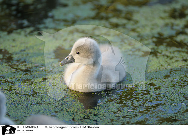 Hckerschwan / mute swan / DMS-03245