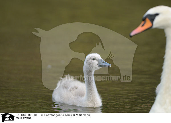 Hckerschwne / mute swans / DMS-03940