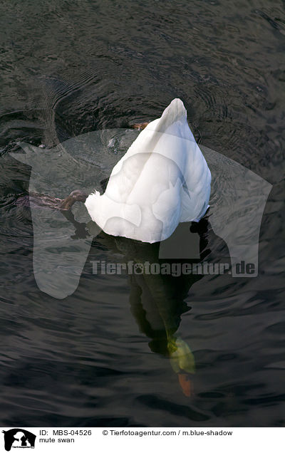 mute swan / MBS-04526
